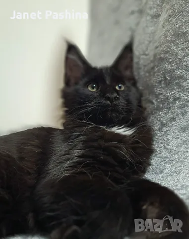 Мейн Кун чистокръвен , снимка 4 - Мейн кун - 48432225