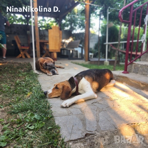 гледане на кучета в домашни условия в вила до Обзор, снимка 2 - Други - 53538213