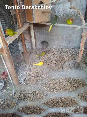 папагали , снимка 7 - Папагали - 52022442