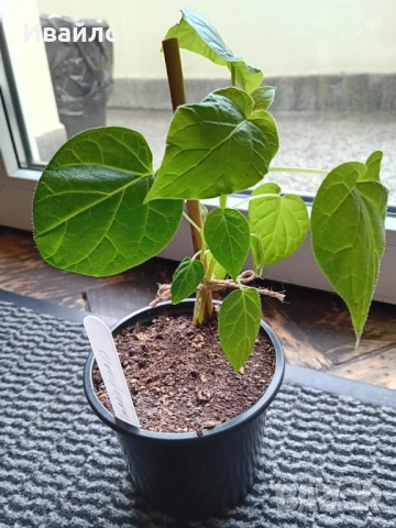 Семена и разсади различни видове, снимка 12 - Разсади - 35847760