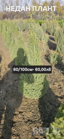 Живи коледни дръвчета (на бала), снимка 5 - Градински цветя и растения - 52648895