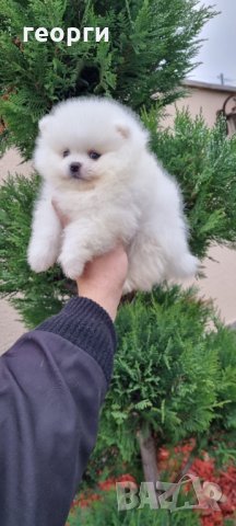 Померан, снимка 2 - Померан - 34914787