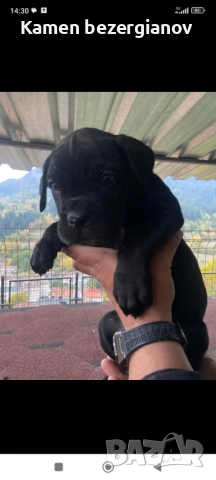 Кане Корсо Смолян , снимка 8 - Кане корсо - 52457720