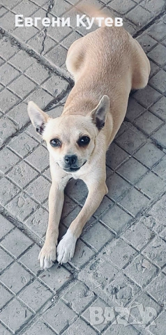 Пинчерчета , снимка 11 - Пинчер - 52897697