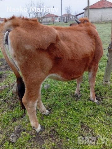 Заплодена джарсе 