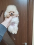 Померан, снимка 10