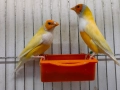 Продавам различни видове амадини, снимка 8