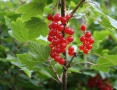 Бяло френско грозде (Ribes niveum 'Blanka'), снимка 5