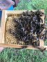 Биологични Пчелни майки и Отводки за сезон 2024 (ДБ, МК и ФР), снимка 1 - За пчели - 44128054