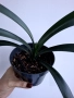Кливия, Clivia, снимка 2