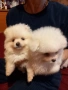 продавам малки мини померани , снимка 3