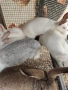 Продавам зайци , снимка 5