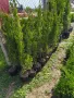 китайска дървовидна хвойна спартан, снимка 3