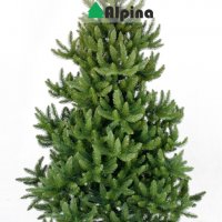 Коледни елхи Alpina- изкуствени, снимка 5 - Декорация за дома - 26923953