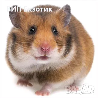 ПРОДАВА ХАМСТЕРИ И МИШКИ, снимка 1