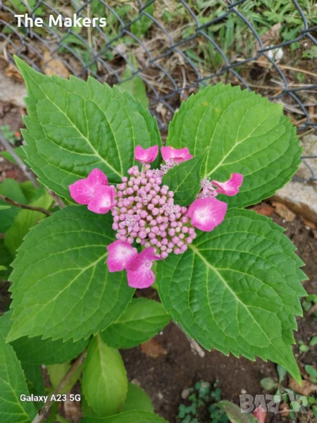 Hydrangea serrata/ Хортензия, снимка 1