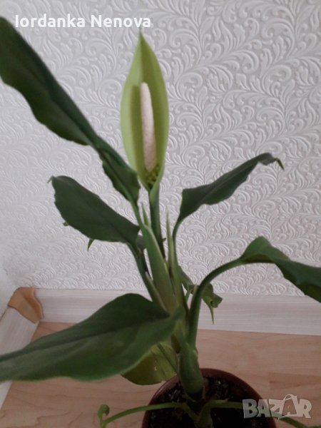 Арабска кала, снимка 1