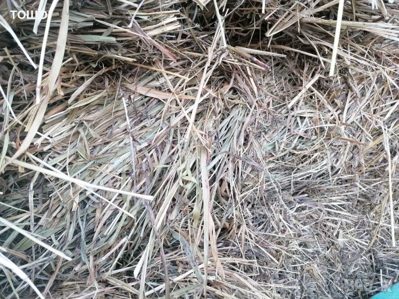Бали трева. овесена слама със зърно , снимка 1