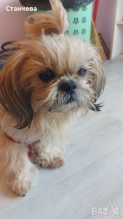 Хотел за кучета, снимка 1