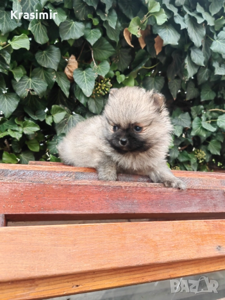 померанче, снимка 1