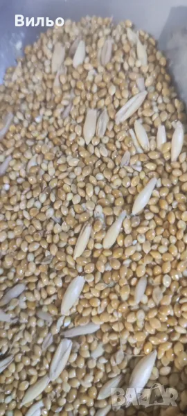 Просо, снимка 1