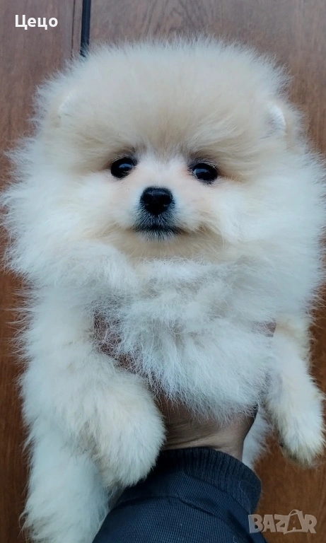 Померан момиче, снимка 1
