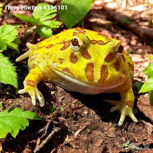 Продавам жаба Pacman (Ceratophrys ornata) 🐸, снимка 1