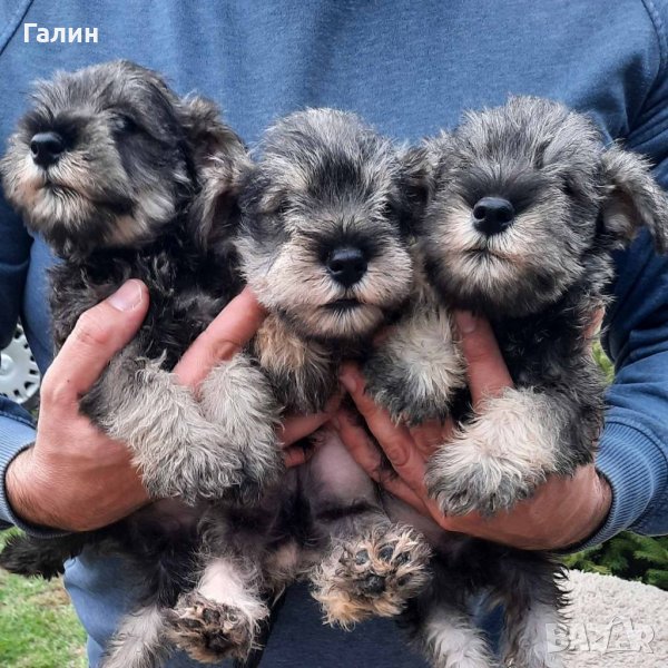 Миниатюрни (цверг) шнауцери с родословие., снимка 1