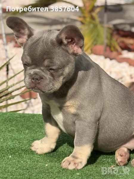 Лилак тан Френски булдог , снимка 1