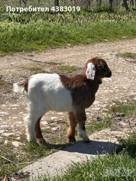 Англонобийско мъжко яре , снимка 1