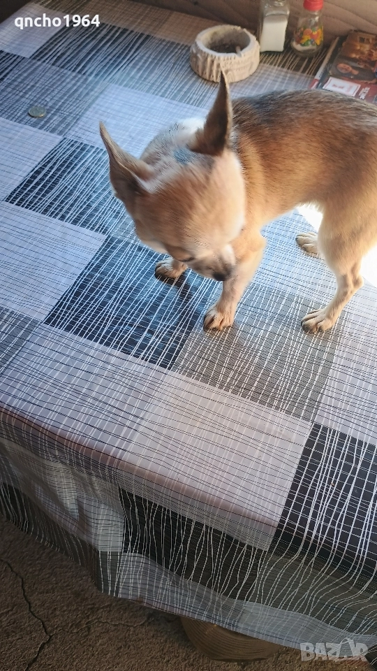 чихуахуа , снимка 1