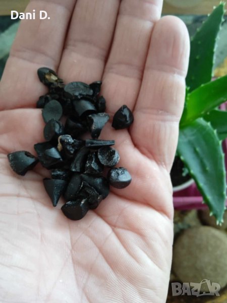 семена на Панкратиум - пясъчна лилия, снимка 1