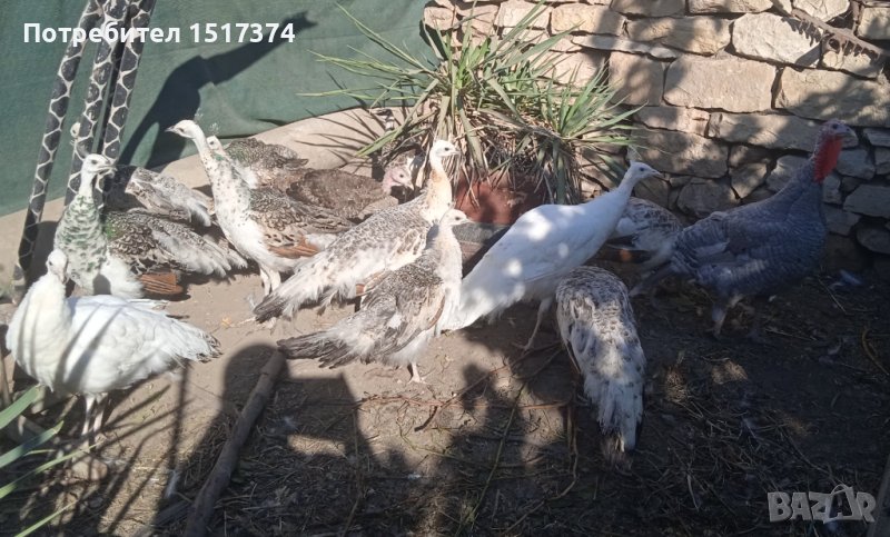 Чернокрили мъжки и бели женски пауни, снимка 1