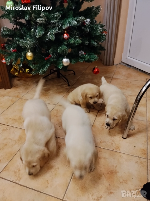 Лабрадор 3-мъжки 2-женски , снимка 1