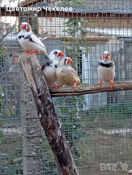 Зеброви амадини(финки), снимка 1