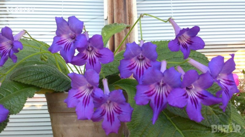 Стрептокарпус.Цвете цъфтящо в лилаво, снимка 1