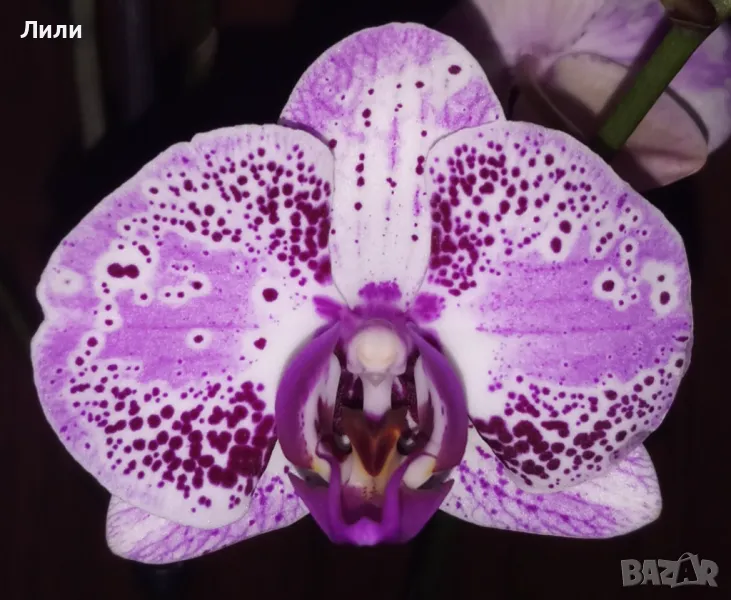 Орхидея фаленопсис Euphorion, снимка 1
