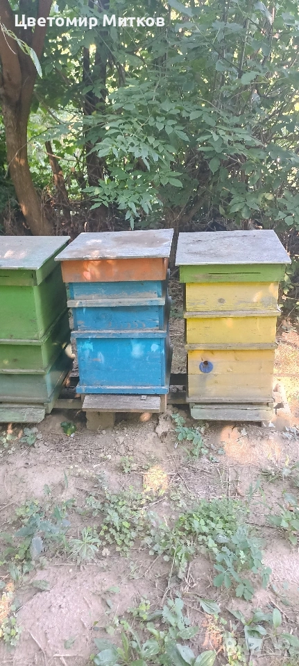 Кошери ДБ, снимка 1