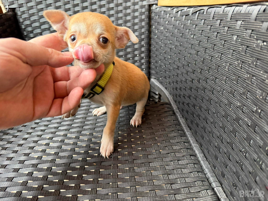 Чихупинчер мъжки Актуално от 24.12.2025, снимка 1