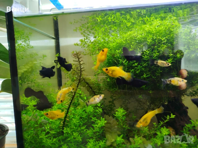 Рибки Молинезия