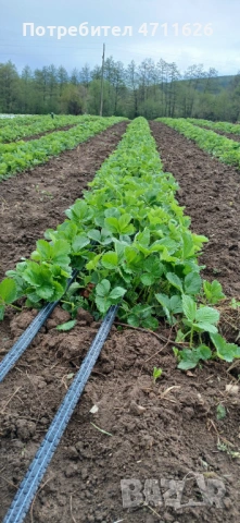 Разсад ягоди целогодишни , снимка 5 - Разсади - 53464019