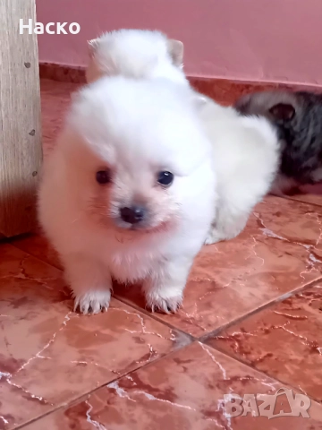 Померански шпиц, снимка 3 - Померан - 52949658