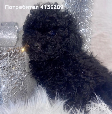 Пудел мини мини , снимка 7 - Пудели - 52754833