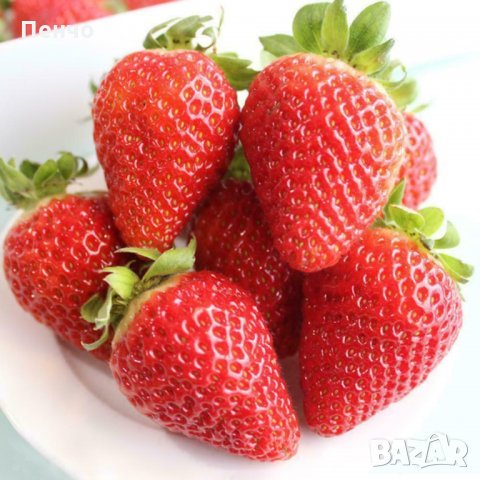 100 гигантски ягодови семена от плод ягода ягоди органични плодови ягодови семена от вкусни ягоди от, снимка 11 - Сортови семена и луковици - 27610133