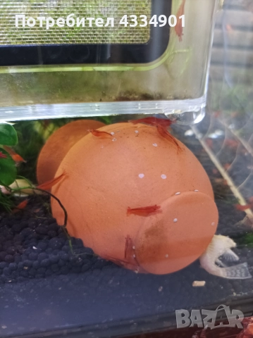 Аквариумни скариди-Bloody Mary, снимка 2 - Рибки - 51620593