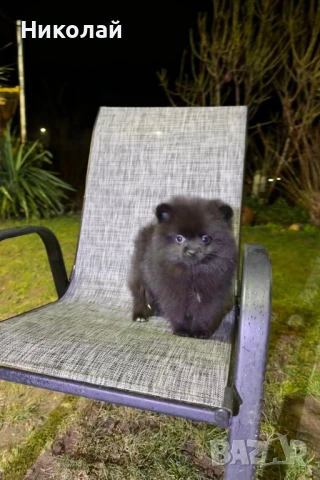 Померан момиче със втора ваксина, снимка 6 - Померан - 53350738