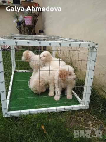 Лагото романьоло , снимка 7 - Други - 52513113