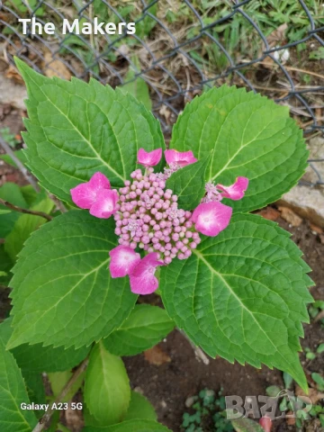 Hydrangea serrata/ Хортензия, снимка 1