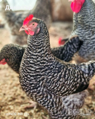 Разплодни яйца от Мехелен, снимка 4 - Кокошки и пуйки - 52938556