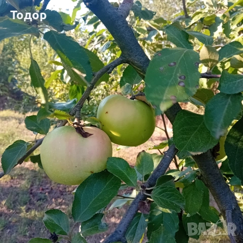 продава се Вилен имот, село Люляково, община Генерал Тошево, снимка 3 - Къщи - 53066298